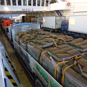 Μεταφορά χλοοτάπητα με το φορτηγό μας| More Green Έτοιμος χλοοτάπητας - γκαζόν