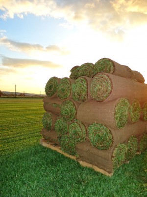 Καλλιέργεια χλοοτάπητα | More Green Έτοιμος χλοοτάπητα - γκαζόν